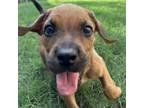 Adopt Ledecky a Boxer, Mixed Breed