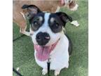 Adopt Poppy a Pointer, Mixed Breed