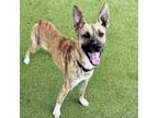 Adopt Nyla a Dutch Shepherd, Mixed Breed