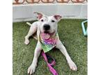 Adopt Elastigirl a Dogo Argentino