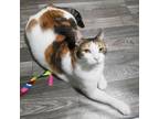 Adopt Bread Basket a Domestic Short Hair