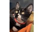 Adopt Blink-182 a Domestic Short Hair
