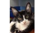 Adopt Korn a Domestic Short Hair