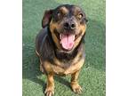 Adopt Dorothy a Cattle Dog, Dachshund