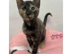 Adopt Hershey a Domestic Short Hair