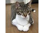 Adopt Juliette a Domestic Short Hair