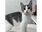 Adopt Tic a Domestic Short Hair