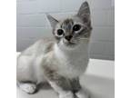 Adopt Toe a Domestic Medium Hair