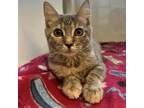 Adopt Karla a Domestic Short Hair