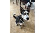 Adopt LUCA a Husky, Mixed Breed