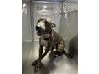 Adopt Lexi Marie a Pit Bull Terrier, Australian Cattle Dog / Blue Heeler