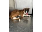 Adopt Bebe a Boxer, Mixed Breed