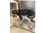 Adopt Kandy a Doberman Pinscher, Mixed Breed