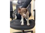 Adopt Clover a Labrador Retriever, Pit Bull Terrier