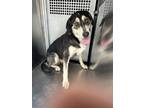 Adopt Trixy a Rottweiler, Mixed Breed