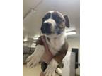 Adopt 56376320 a Pit Bull Terrier, Mixed Breed