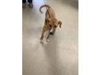Adopt 56578863 a Labrador Retriever, German Shepherd Dog