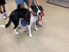 Adopt 56483249 a Border Collie, American Staffordshire Terrier