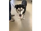 Adopt Winnie a Siberian Husky, Mixed Breed