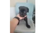 Adopt 56543331 a Pit Bull Terrier, Mixed Breed