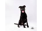 Adopt Hera a Labrador Retriever