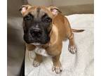 Adopt Penelope a Boxer, Mixed Breed