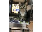 Adopt Kelpie-BELLA a Tabby