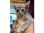 Adopt Birdy a Domestic Short Hair
