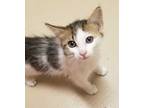 Adopt Rose a Domestic Short Hair