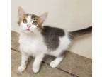 Adopt Blanche a Domestic Short Hair
