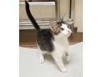 Adopt Dorothy a Domestic Short Hair