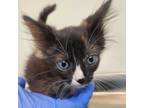 Adopt Song a Domestic Medium Hair, Domestic Short Hair