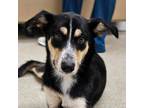 Adopt 56579401 a Shepherd, Australian Kelpie