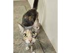 Adopt Mimosa a Domestic Short Hair