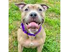Adopt Jelly Bean a Staffordshire Bull Terrier