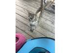 Adopt Bella a Domestic Short Hair