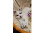 Adopt Ivy a Siamese