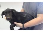Adopt Dakota a Labrador Retriever, Mixed Breed