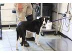 Adopt Cherry a Labrador Retriever, Collie