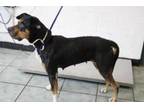 Adopt Cynthia a Pit Bull Terrier, Mixed Breed