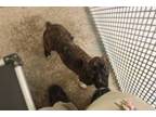 Adopt Betty a Pit Bull Terrier, Mixed Breed