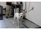 Adopt Prim a Labrador Retriever, Mixed Breed