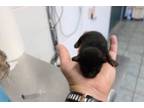 Adopt Shadow a Domestic Short Hair