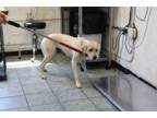 Adopt Lady a Great Pyrenees, Mixed Breed