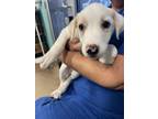 Adopt 56574486 a Labrador Retriever, Mixed Breed