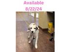 Adopt Dog kennel #4 a Great Pyrenees