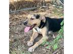 Adopt Millie a Beagle