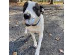 Adopt Molly a Pit Bull Terrier