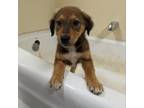 Adopt Gretel a Australian Shepherd