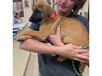 Adopt Lulu a Black Mouth Cur